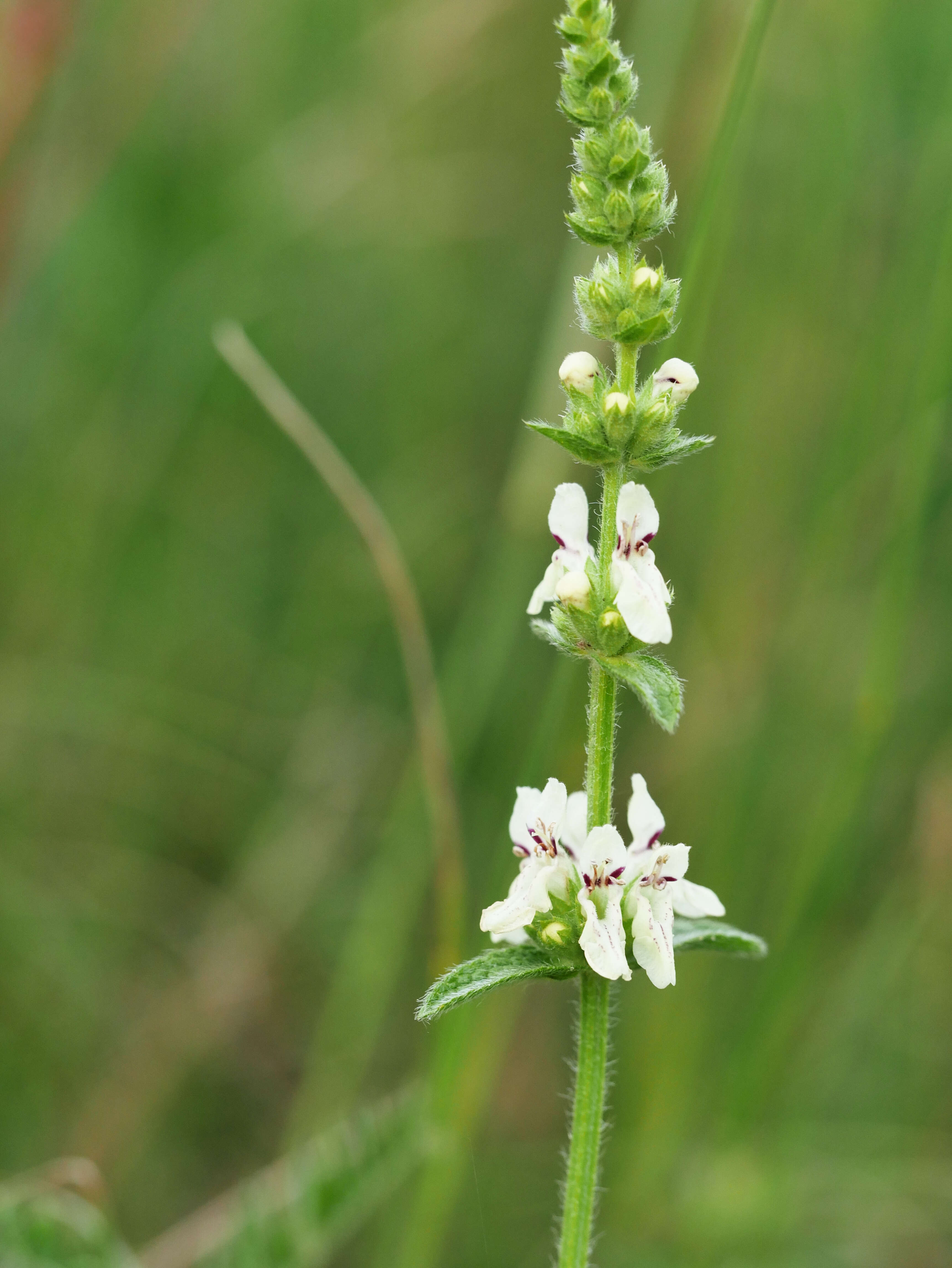 Image of stiff hedgenettle