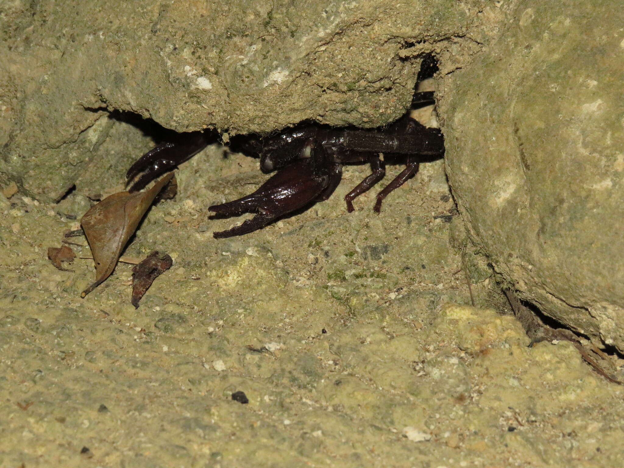 Image of Asian Forest Scorpion