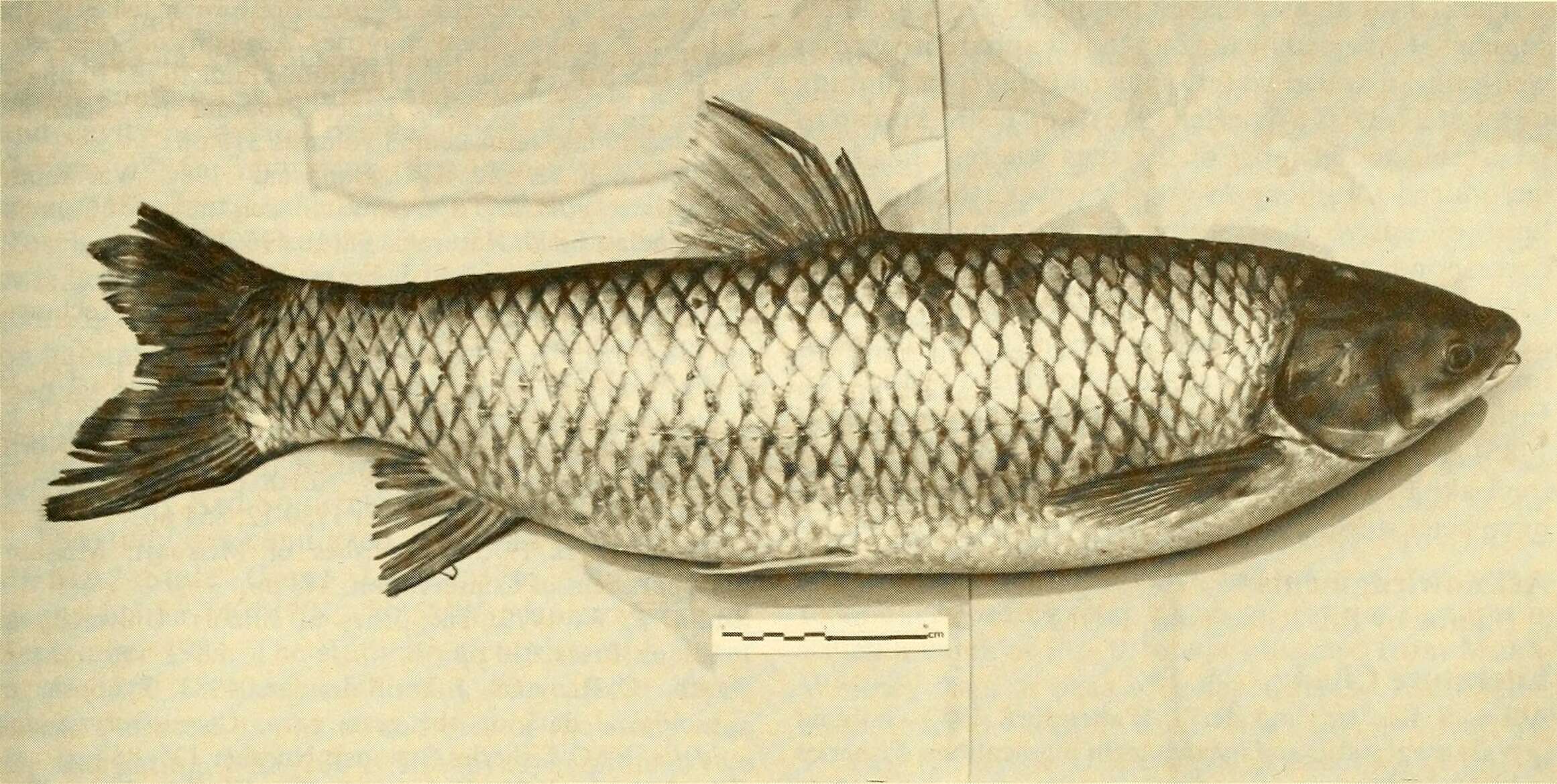 Image of Ctenopharyngodon
