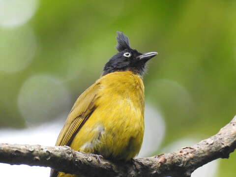 Image of Black-crested Bulbul