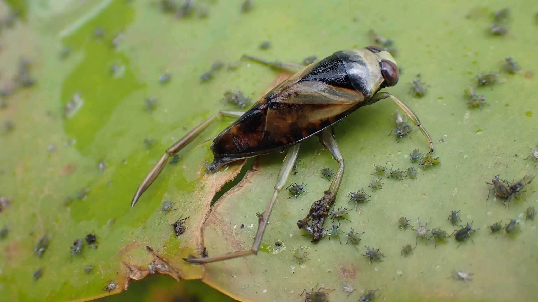 Image of Water boatman