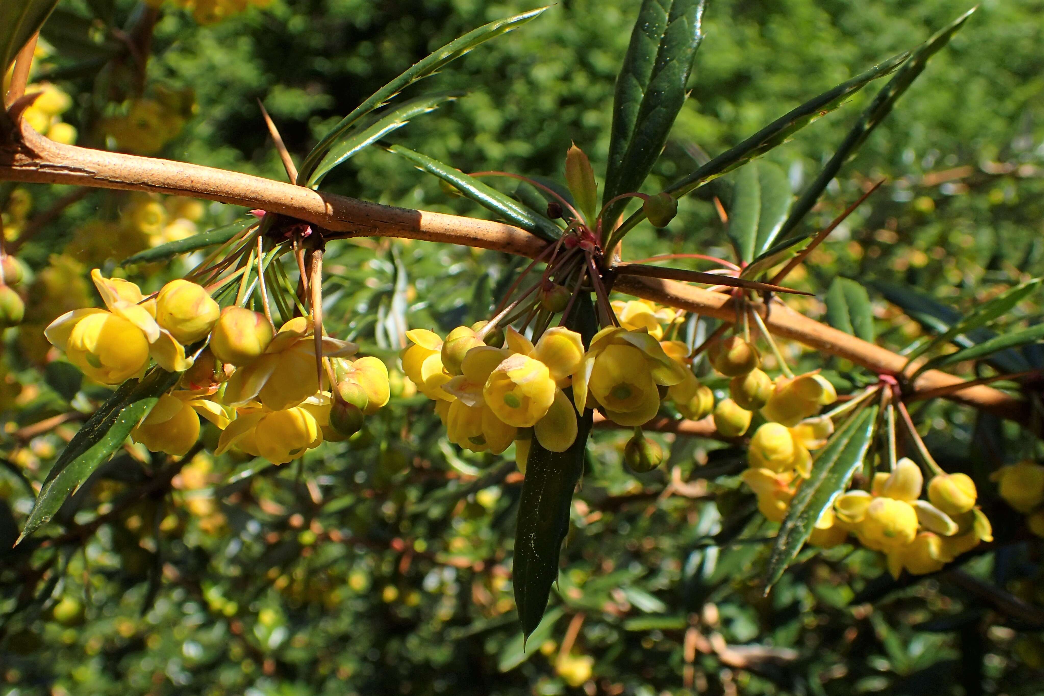 Image of Warted Barberry