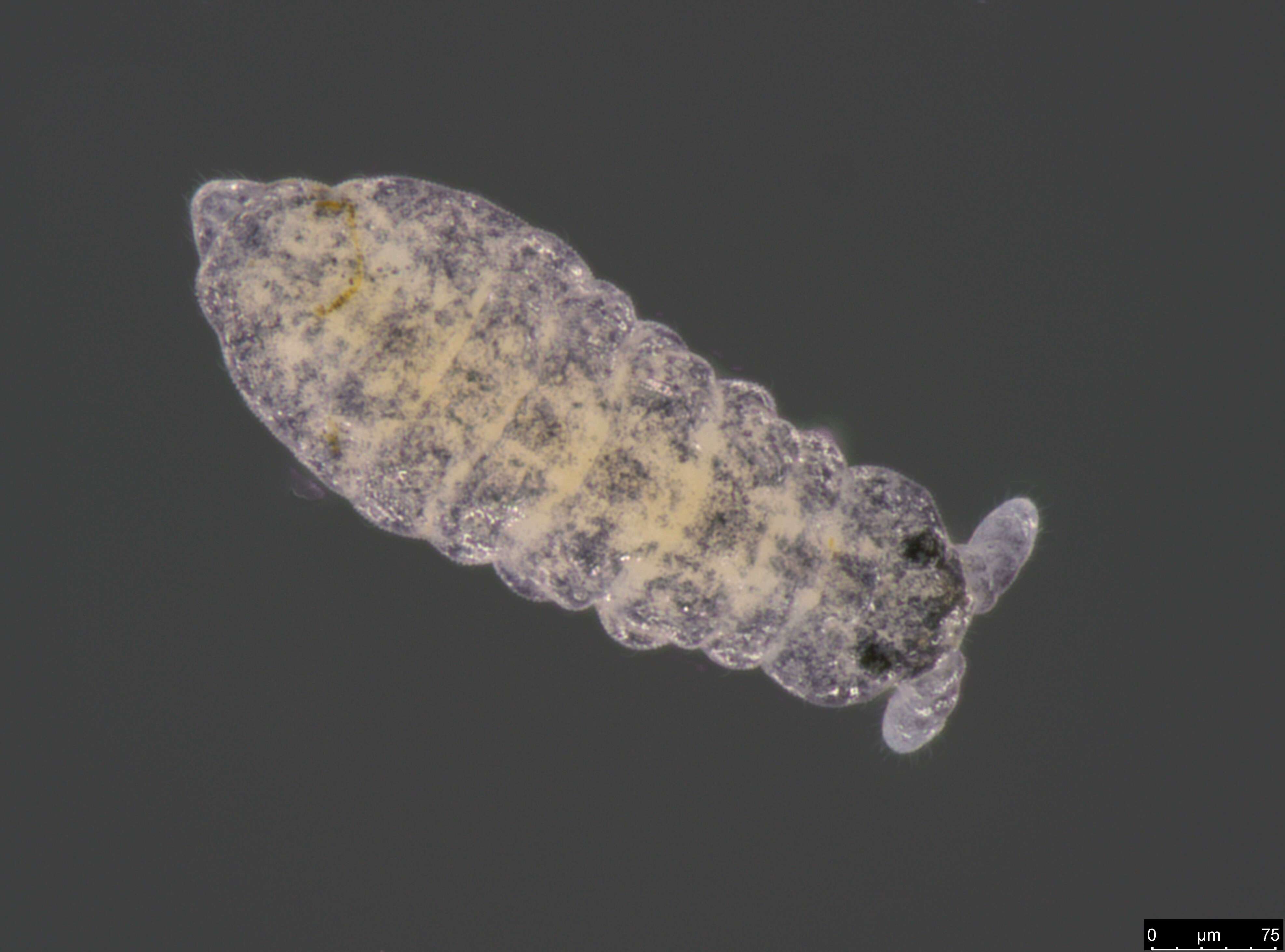 Image of Pseudachorutinae