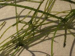 Image of Translucent Stonewort