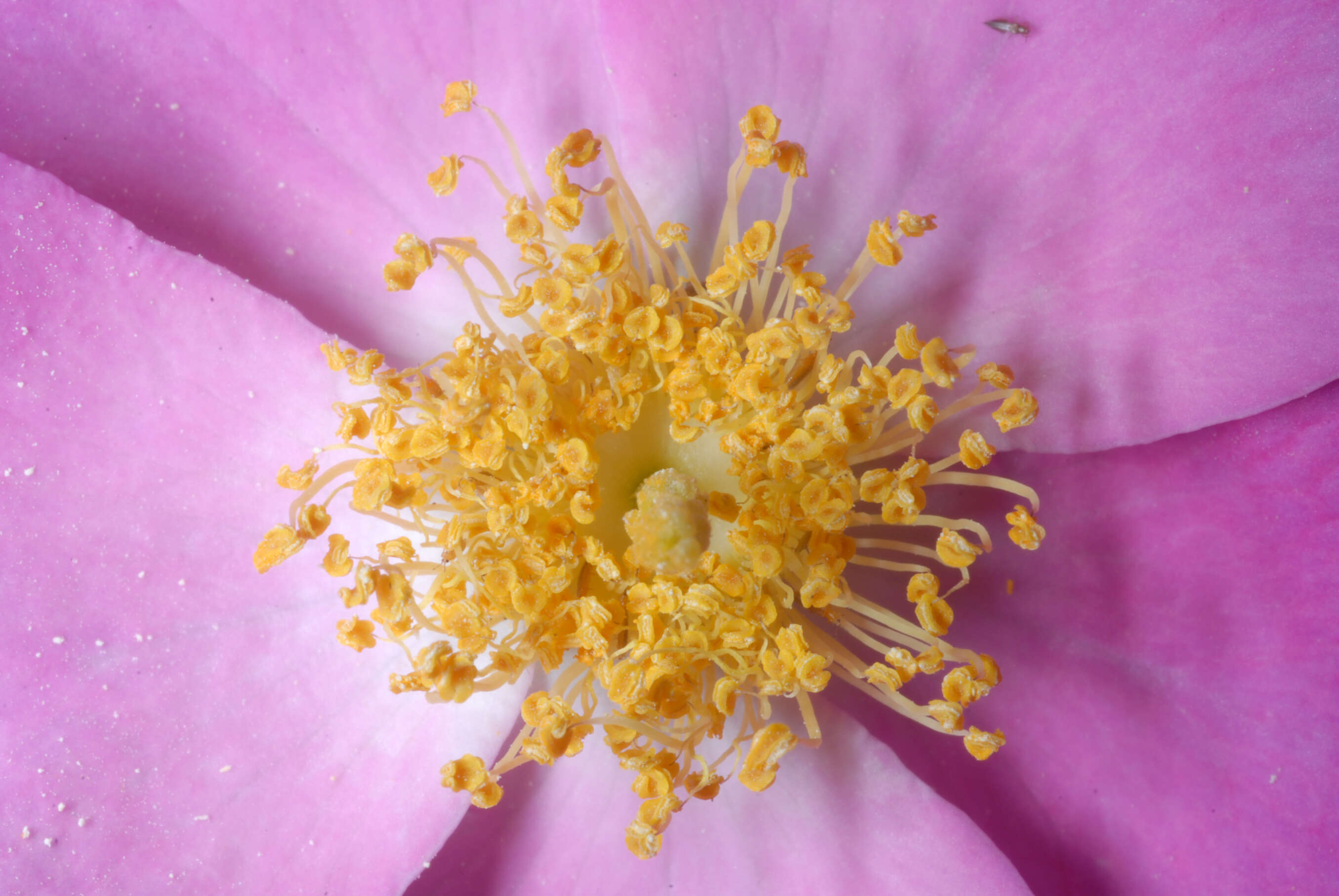 Image of climbing rose