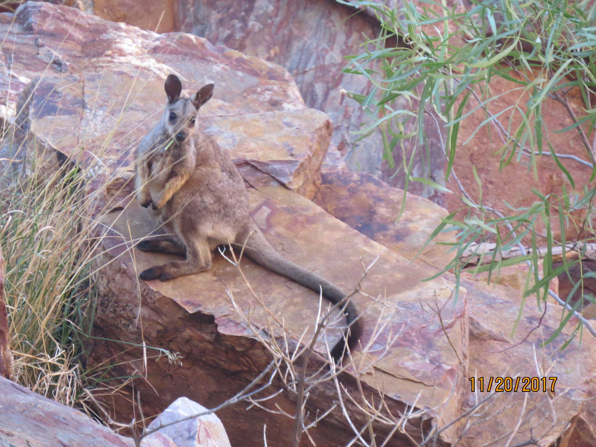 Image of Black-flanked Rock Wallaby