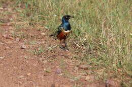 Image of Superb Starling