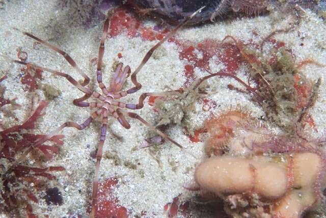 Image of sea spider