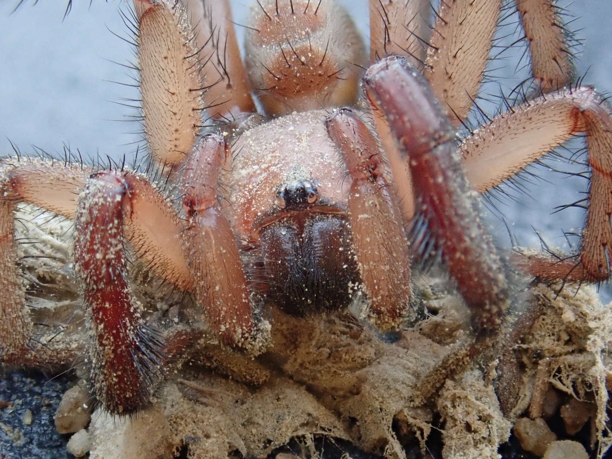 Image of Antrodiaetus pugnax (Chamberlin 1917)