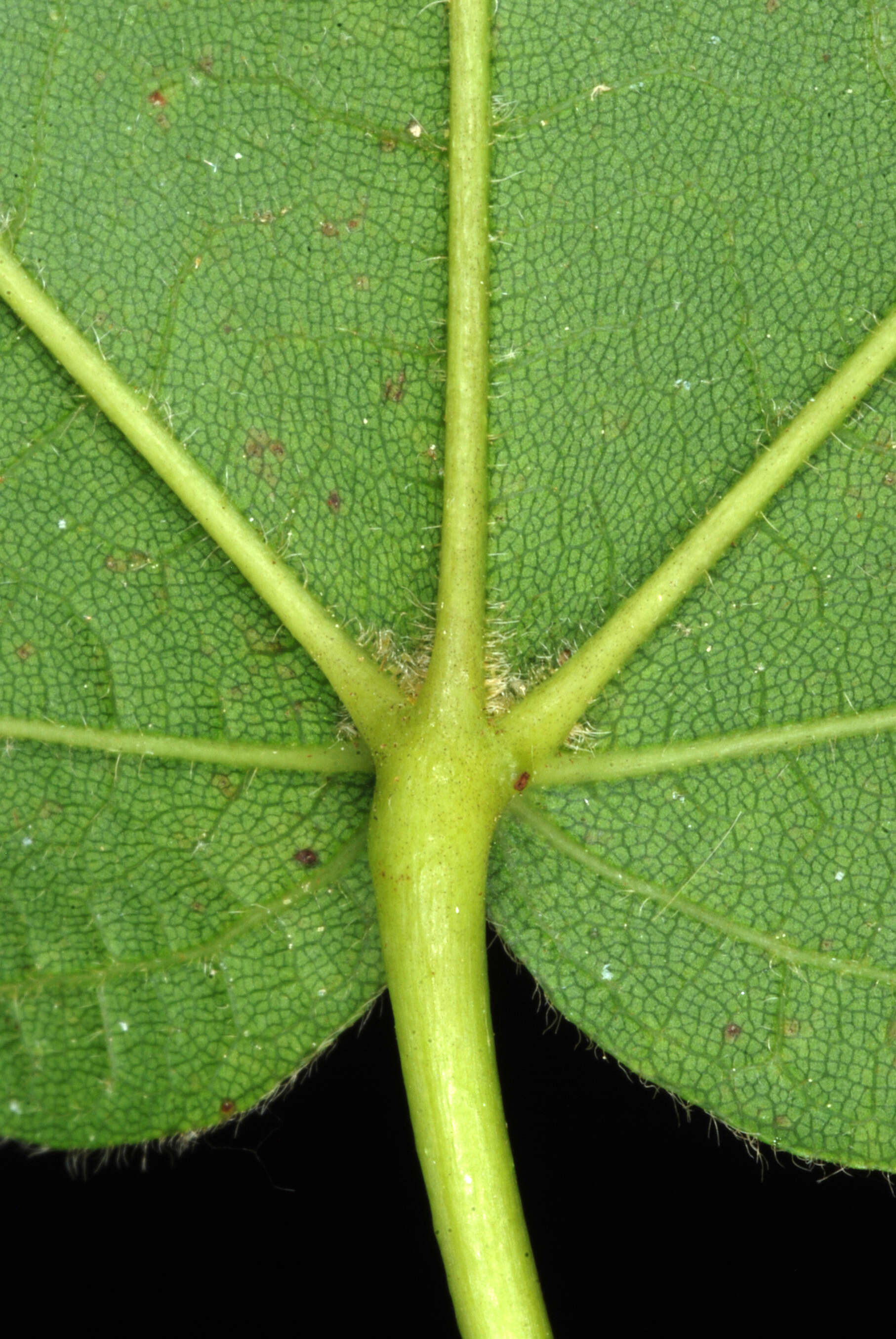 Image of Black Maple