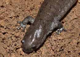 Image of Smallmouth Salamander