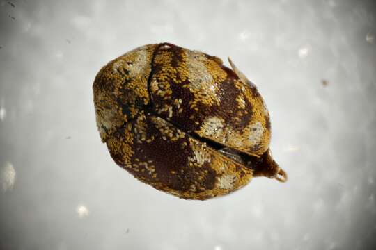 Image of Furniture Carpet Beetle