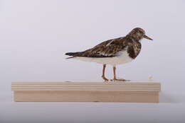 Image of Ruddy Turnstone