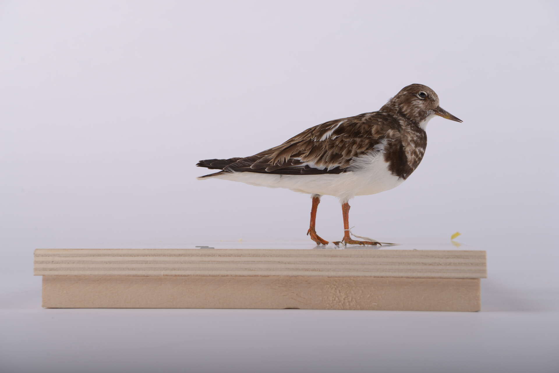 Image of Ruddy Turnstone