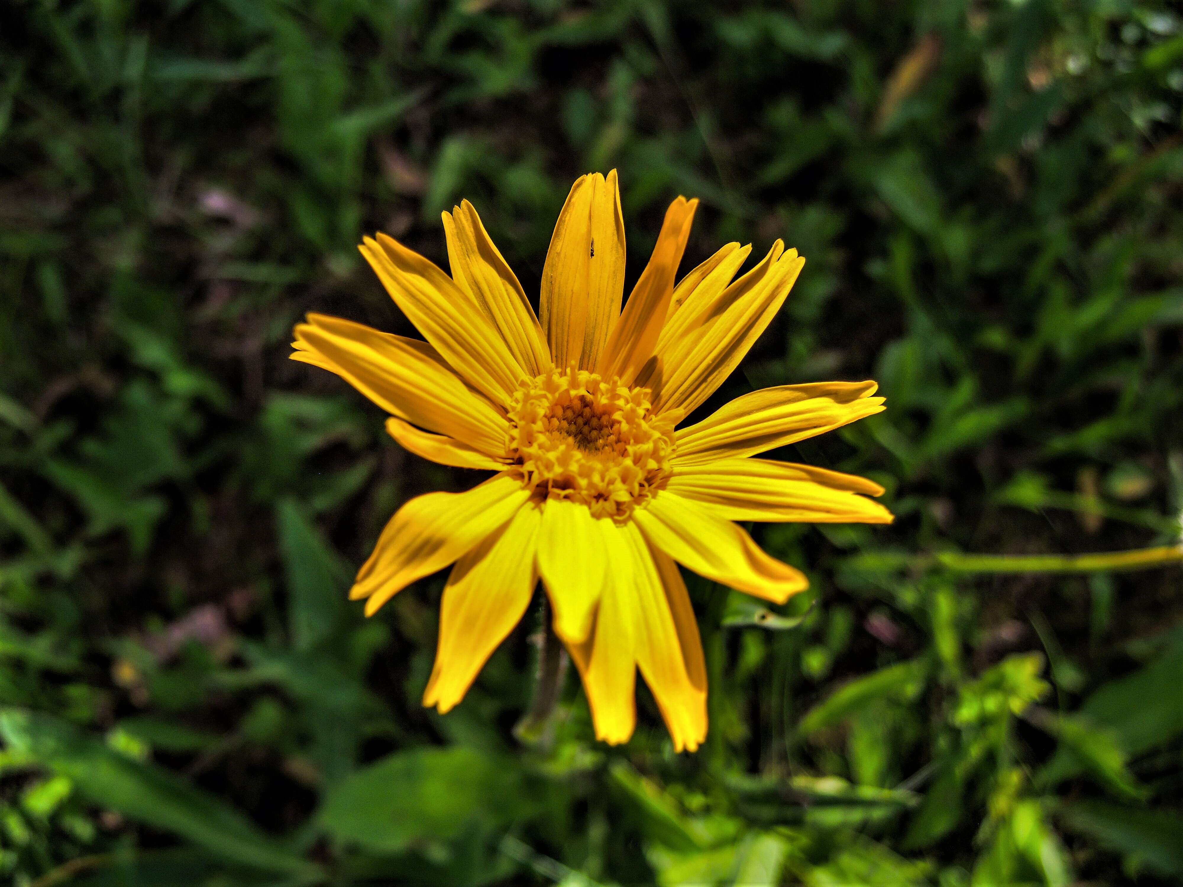 Image of mountain arnica