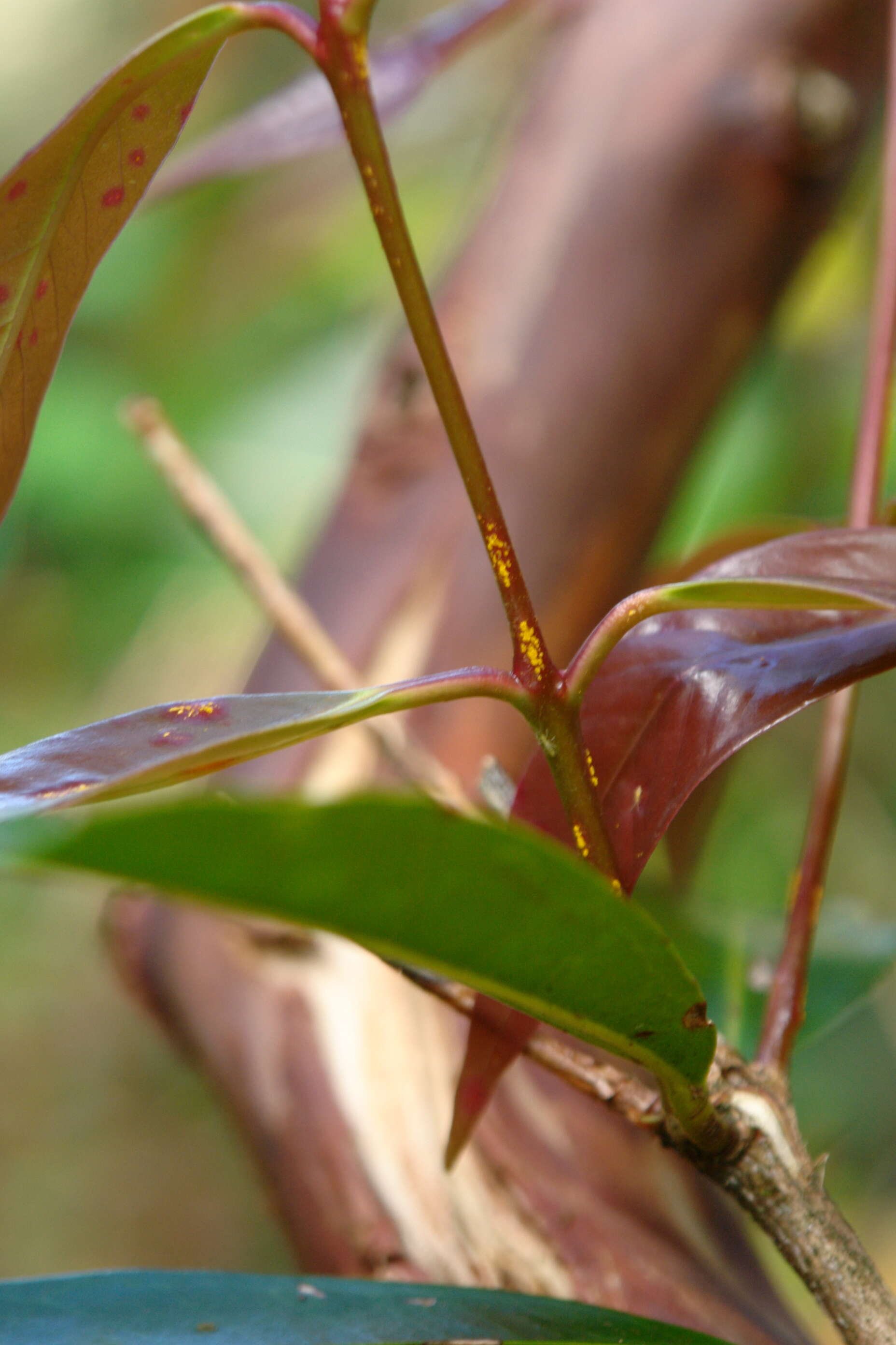 Image of Myrtle rust