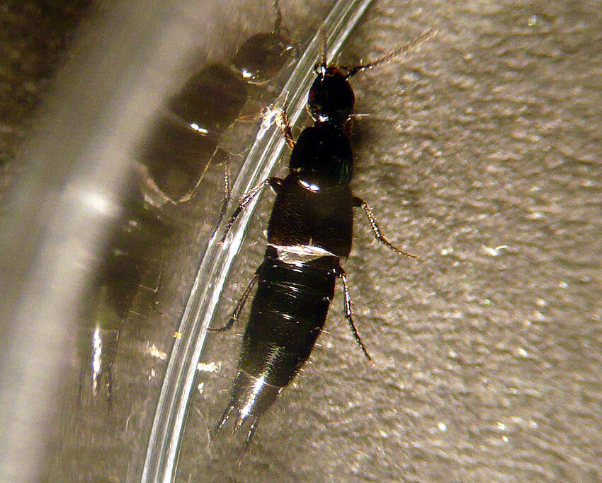 Image of Hairy Rove Beetle