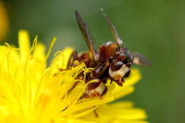 Image de Cylindromyia bicolor (Olivier 1811)