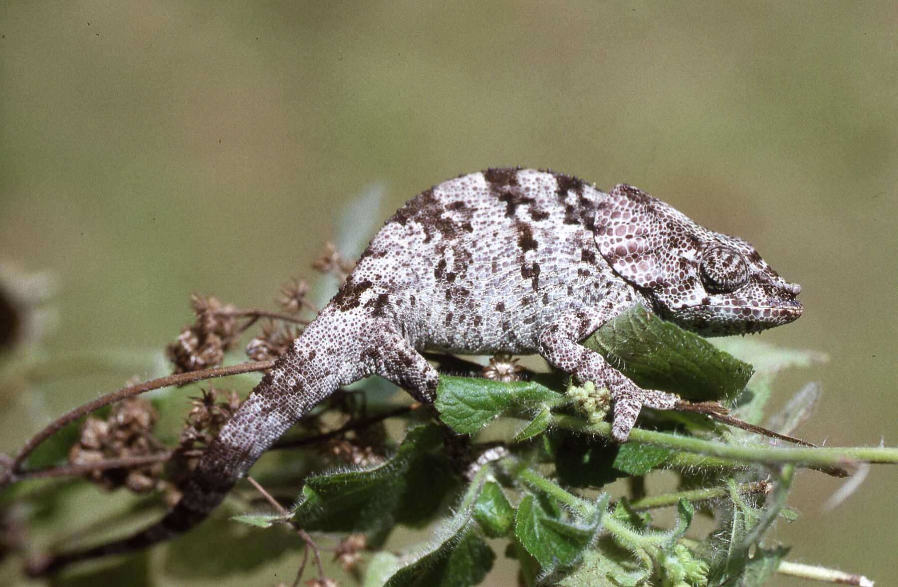 Image of Amber Mountain Chameleon