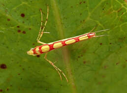 Image of Macarostola miniella (Felder & Rogenhofer 1875)