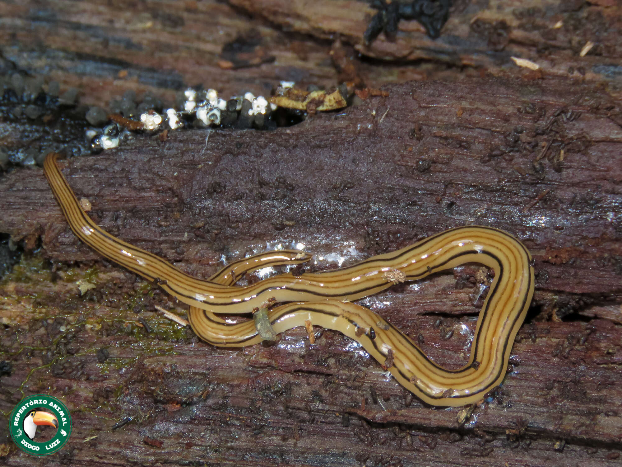 Image de Luteostriata