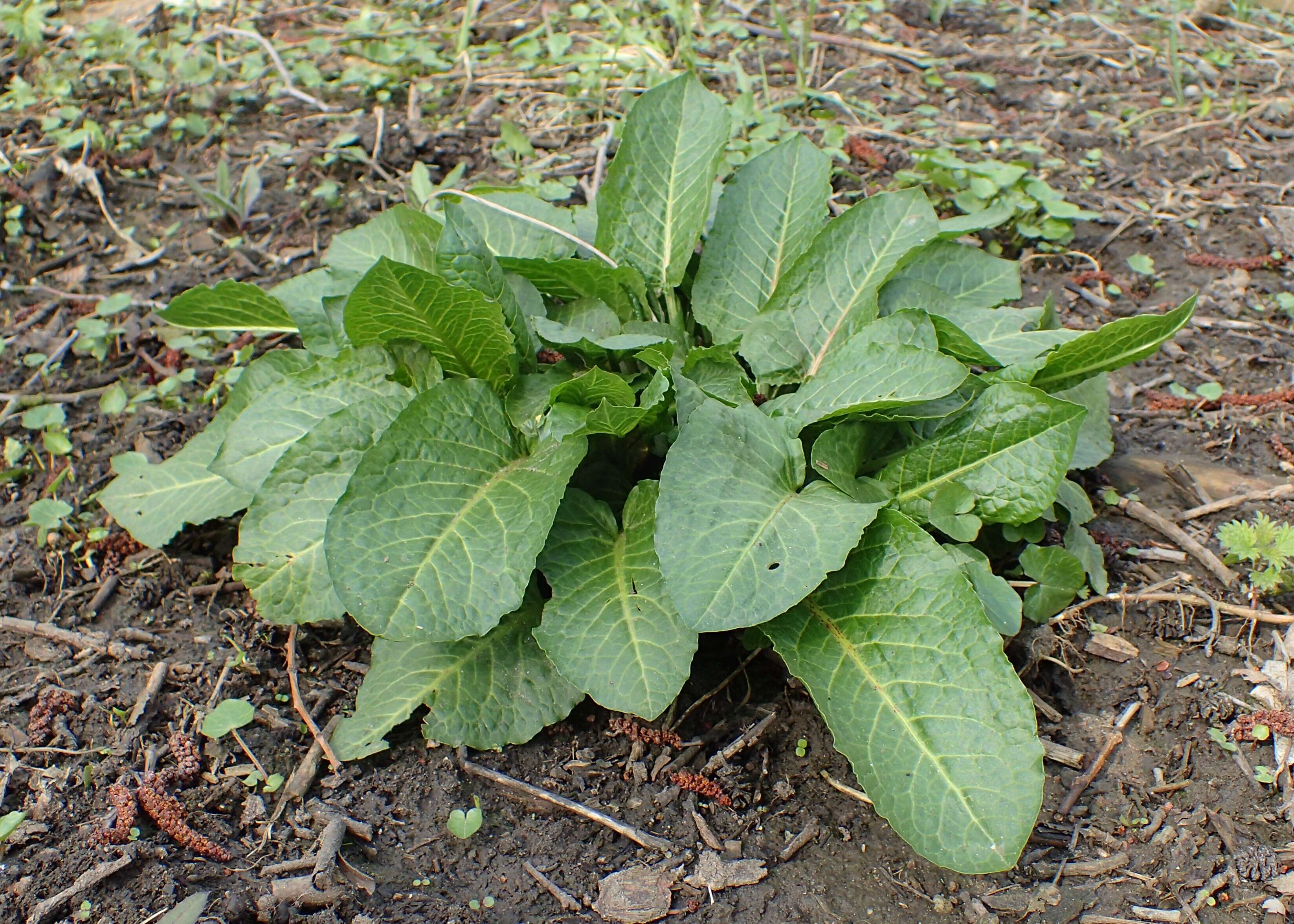 Imagem de Rumex obtusifolius L.