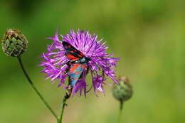 Image of Zygaena ephialtes Linnaeus 1767