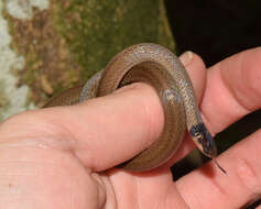 Image of Black-headed Centipede Eater