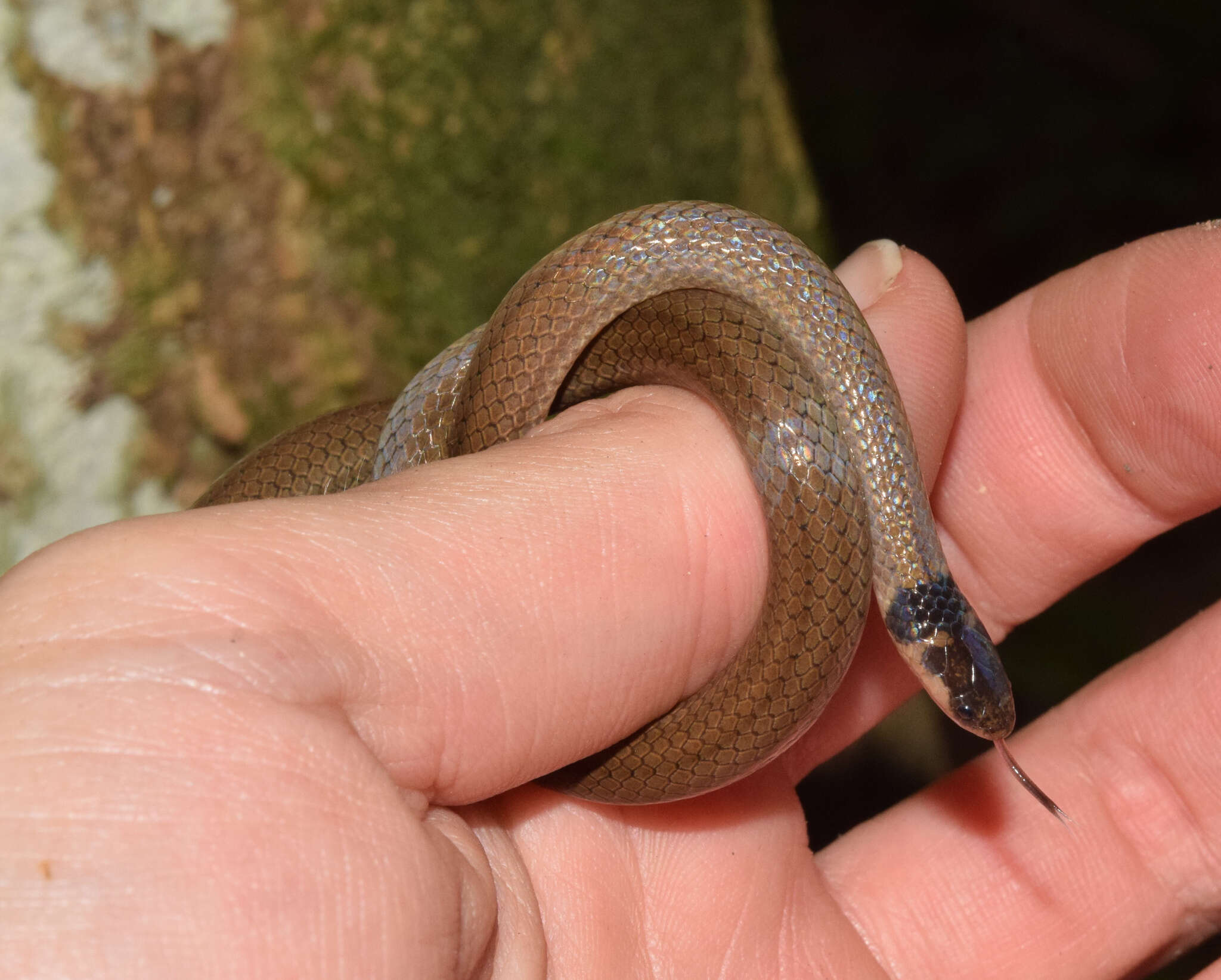 Image of Black-headed Centipede Eater