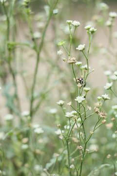 Image of Santa Maria feverfew