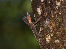 Image of Asian Gliding Lizard