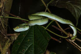 Image of Wagler's Keeled Green Pit Viper