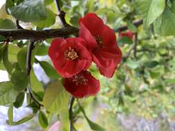 Image of flowering quince