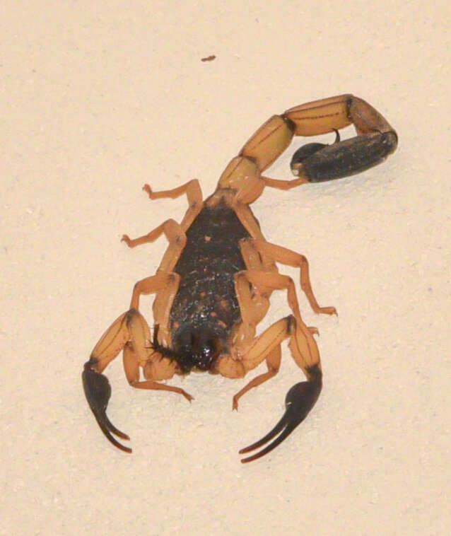 Image of Centruroides bicolor (Pocock 1898)