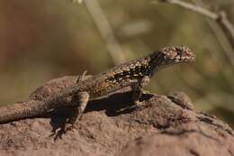 Image of Peak Tree Iguana