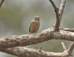 Image of Grey-necked Bunting