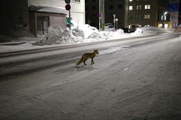 Image of Vulpes vulpes schrencki Kishida 1924