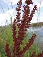 Image de Rumex stenophyllus Ledeb.