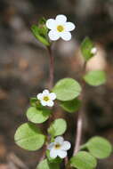 Imagem de Myosotis chaffeyorum Lehnebach