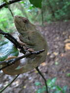 Image of Panther Chameleon