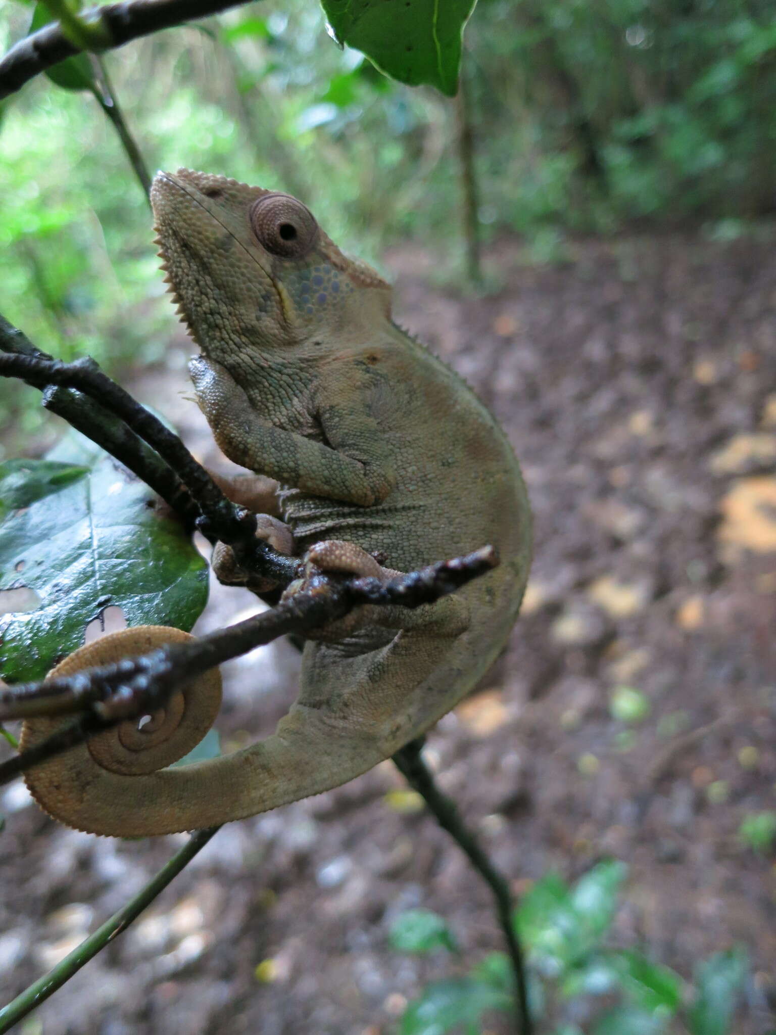 Image of Panther Chameleon