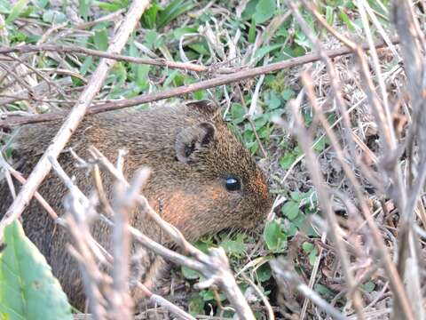 Image of Brazilian Guinea Pig