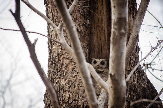 Image of Indian Scops Owl