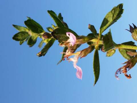 Слика од Teucrium chamaedrys L.