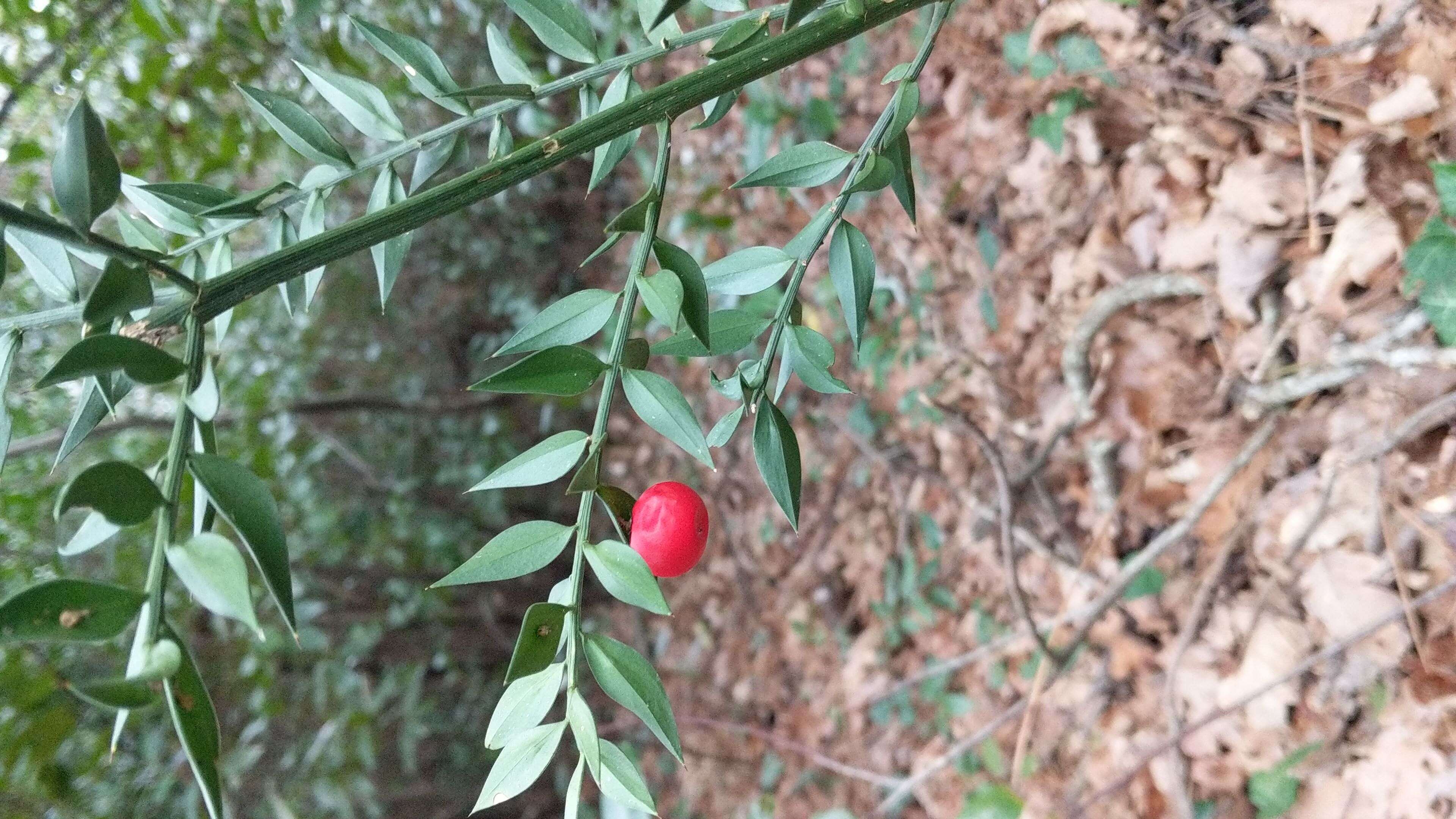 Imagem de Ruscus aculeatus L.