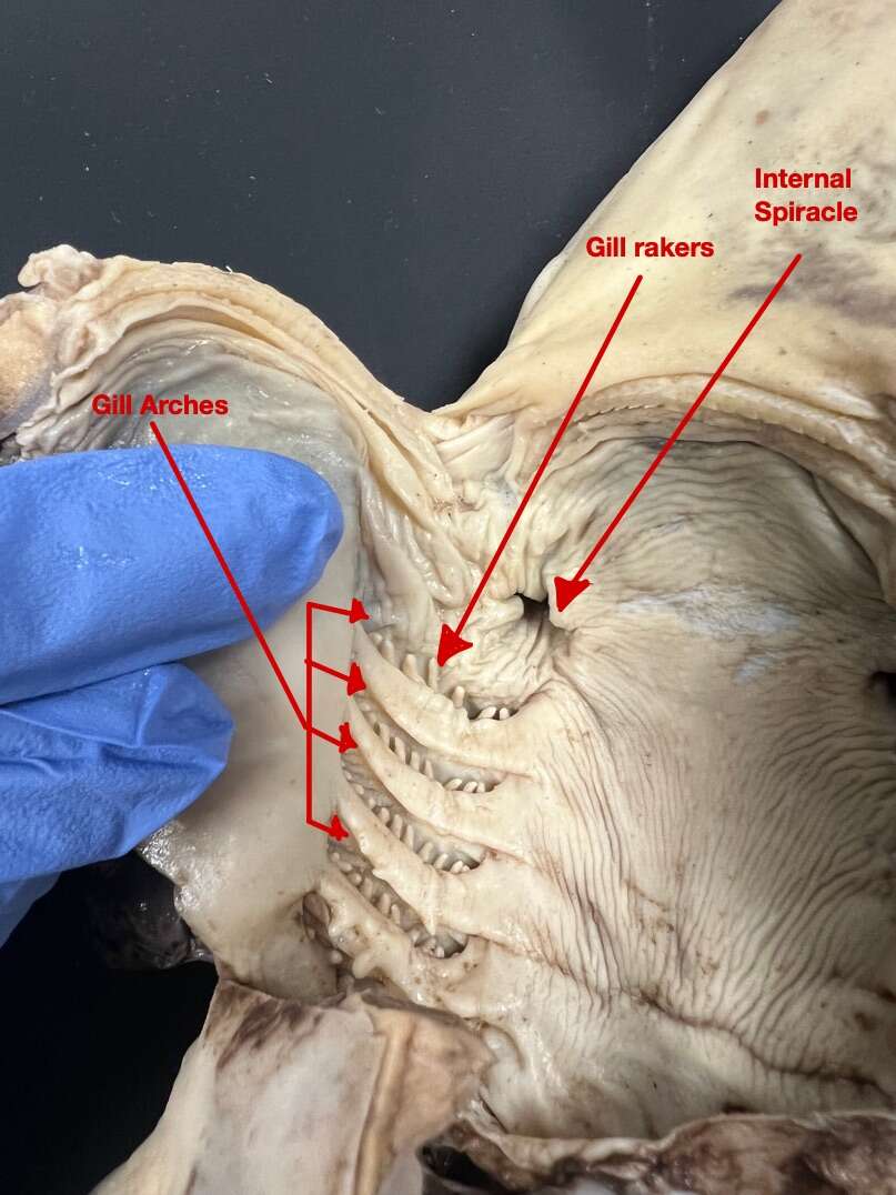 Image of Selachimorpha