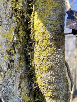 Image of lemon lichen