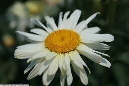 Image of daisy