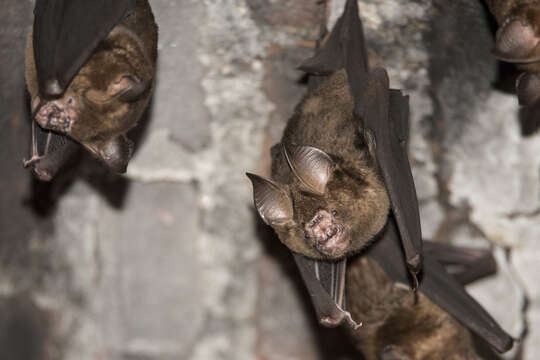 Image of Great Himalayan Leaf-nosed Bat