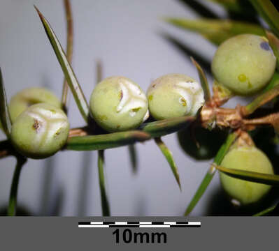 Image of Common Juniper